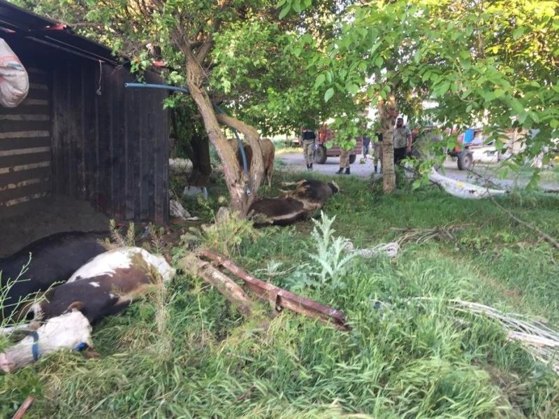 Elektrik akımına kapılıp telef oldular
