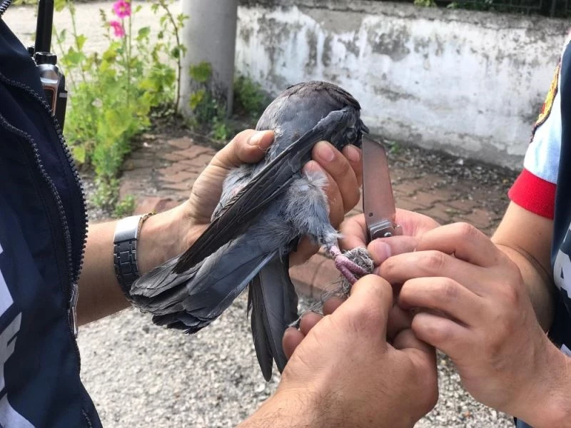 Balkonda fileye takılan güvercini itfaiye kurtardı
