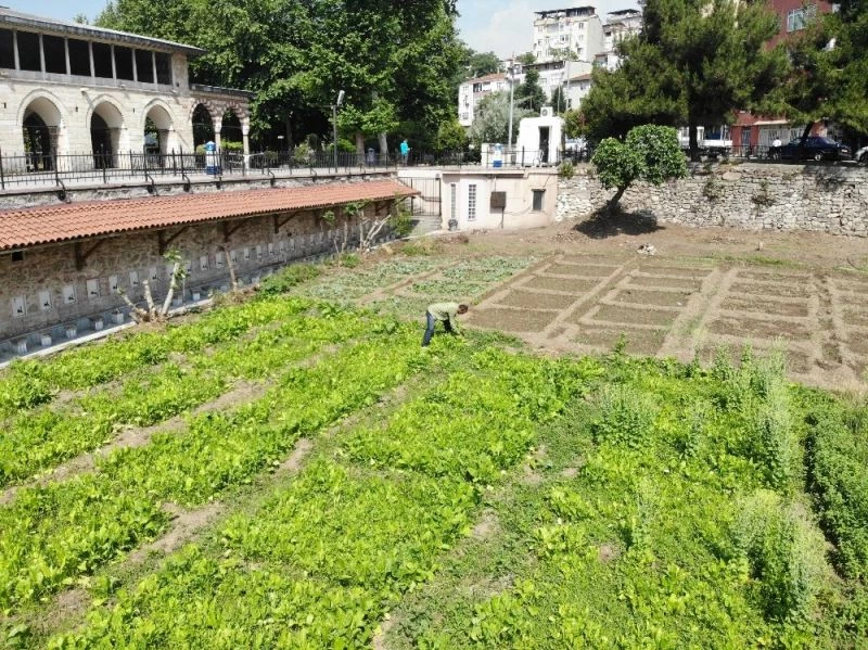 (Özel) İstanbul’un göbeğinde 5 asırlık bostan
