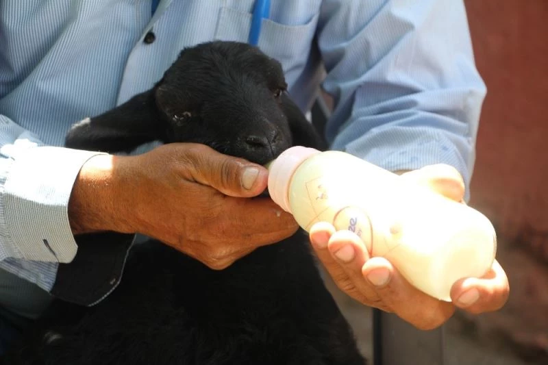 Depremzede  kuzuya bebek gibi bakıyorlar
