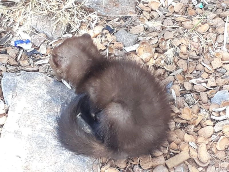 Yaralı sansar ve iki karga yavrusu yeniden özgür
