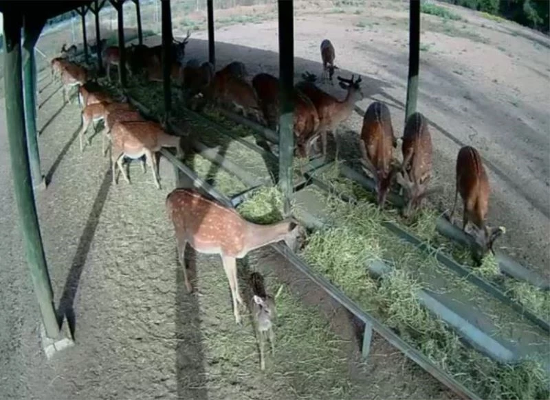 Yılın ilk yavru Alageyiği foto kapana takıldı
