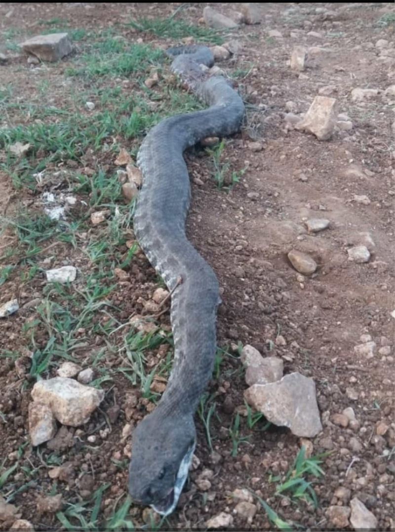 Ahıra girmek isteyen 3 metrelik engerek yılanı öldürüldü
