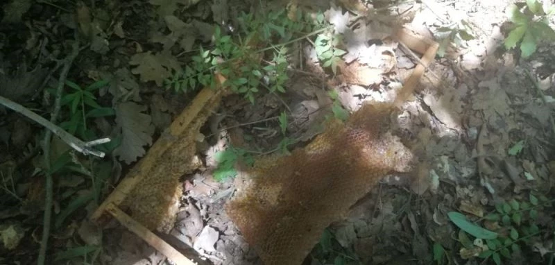 Hasat etmeye hazırlandığı balı ayılar yedi
