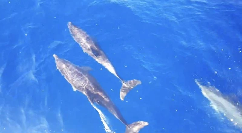 Akdeniz’de yunusların dansı
