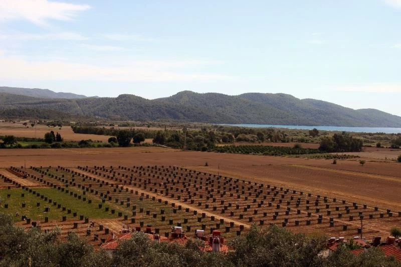 Fenerbahçe Yönetim Kurulu Üyesi Şahin, avokado üretmek için toprağa yöneldi
