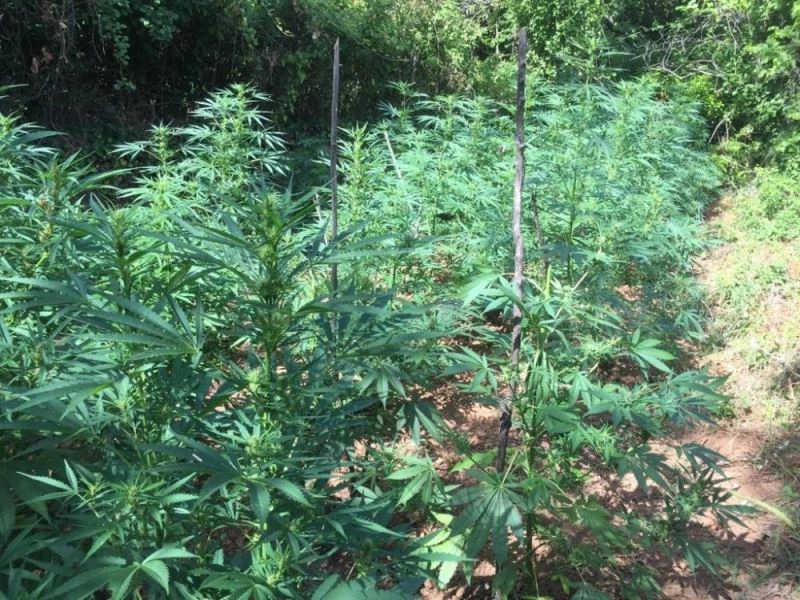 Yüklü miktarda uyuşturucu jandarma köpeği ’Elyaf’a takıldı
