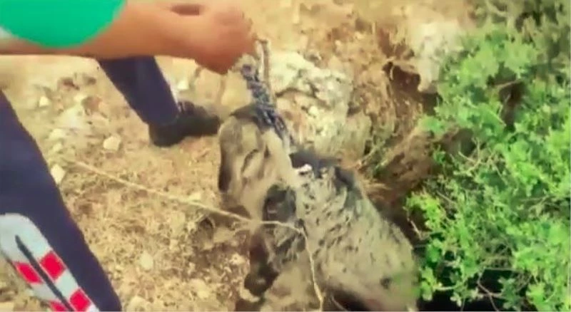Sarnıca düşen kuzu 3 saatlik çalışmayla kurtarıldı
