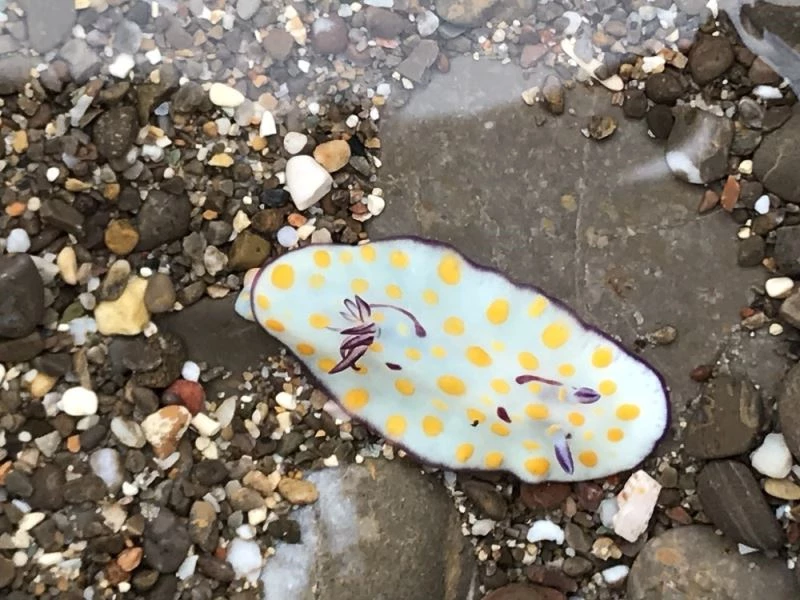 (Özel) İnsanlık, tarihte ilk kez bir denizin değişimine tanıklık ediyor: Akdeniz tropikleşiyor
