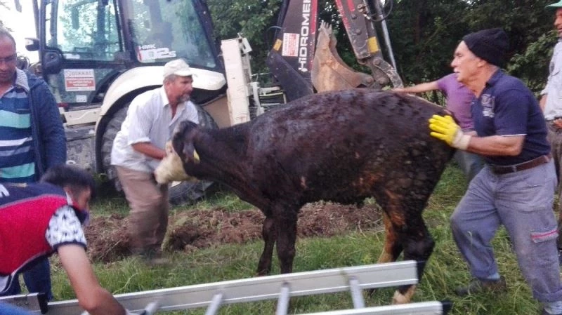 6 metre derinliğindeki kuyudan kepçe yardımıyla kurtarıldı
