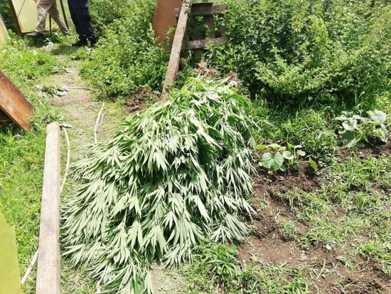 Serada ailecek kenevir yetiştiren aileye jandarmadan operasyon
