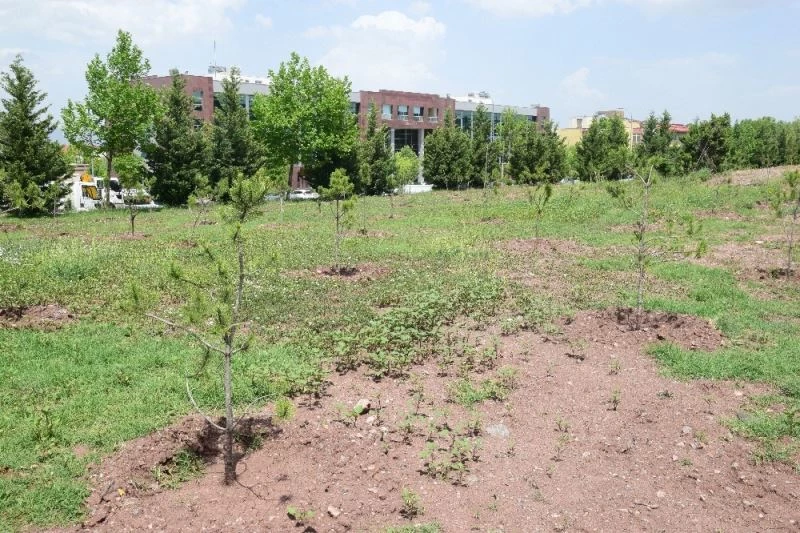 ESOGÜ kampüsüne 350 yeni ağaç fidanı dikildi
