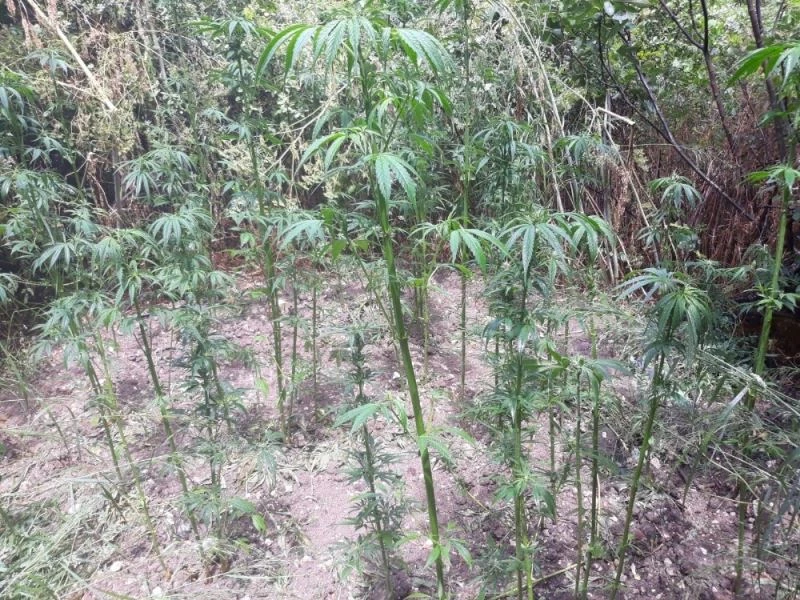 Ormana ekilen kenevirler imha edildi
