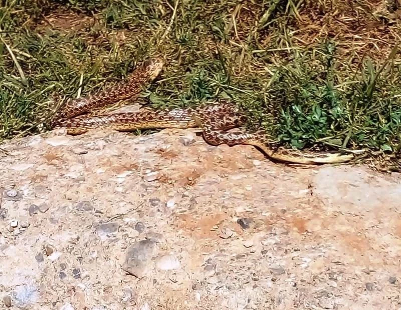 Mezrada görülen yılanlar korkuttu
