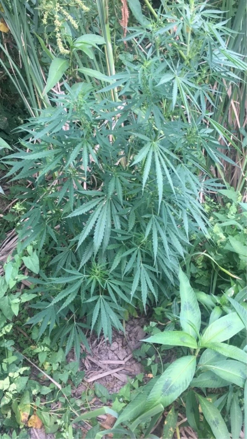 Manisa’da drone ile tespit edilen kenevirler imha edildi
