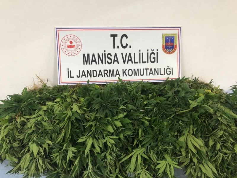 Traktörle kenevirleri sularken yakalandı
