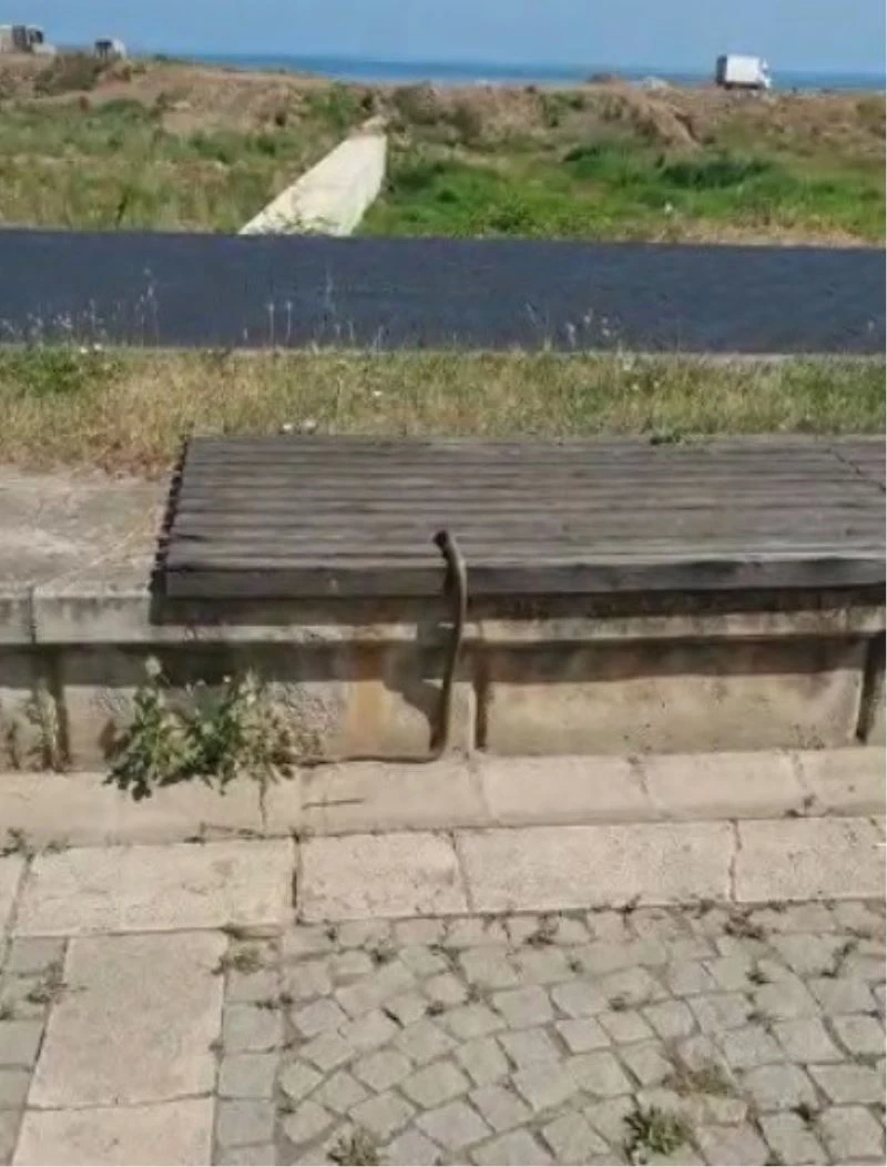 Trabzon’da yılanlar deniz kenarına kadar indi
