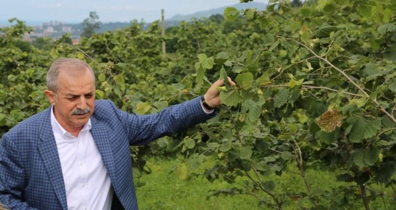 Fındığın geleceği Uzak Doğu pazarında
