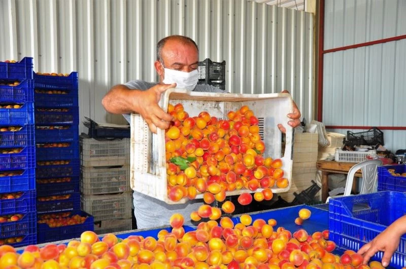 (Özel) Şehzadeler’in kayısısı Malatya’ya rakip oldu
