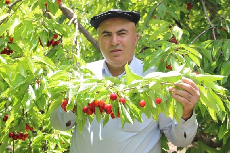 Bu kirazlar bir yıl önce dalında satılıyor
