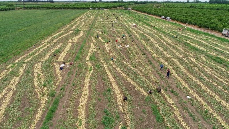 Geçen yıl 6 liraya satılan soğan 50 kuruşa kadar düştü
