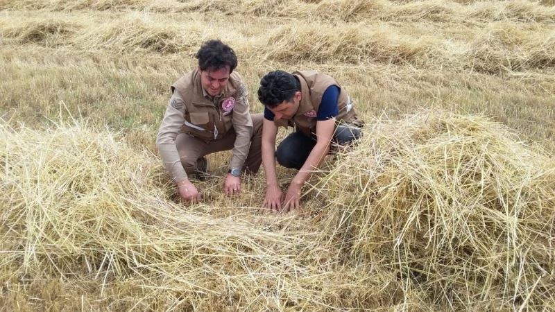 Kula’da hububat hasadında dane kaybına karşı denetim
