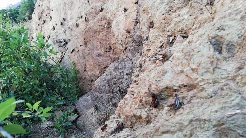 Şemdinli’de görülen çekirgeler korkuttu
