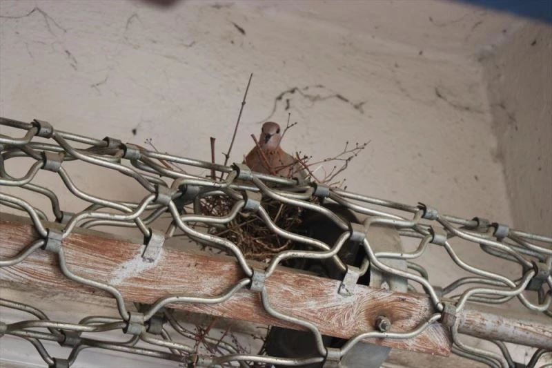 Kumru yuvasını bozmamak için dükkan kepengini açmıyor