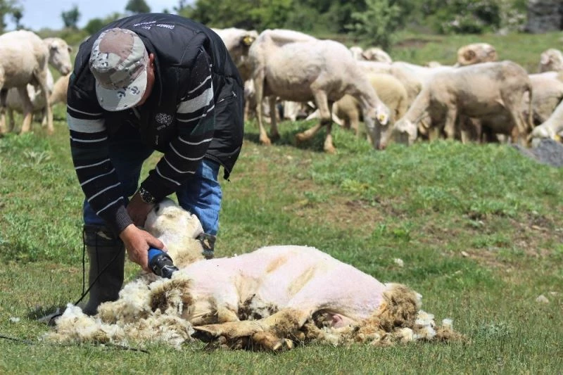 Kırkılan yünler hem çiftçiye hem sanayiciye gelir sağlıyor
