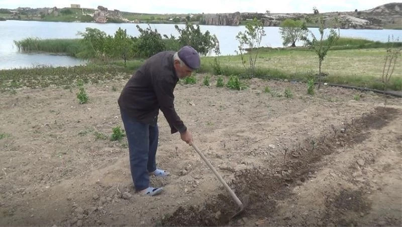 Dondan etkilenen sebze fidelerinin yerine yenileri dikiliyor
