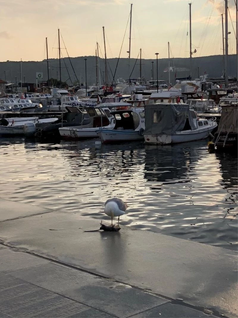 Koca fareyi 10 hamlede mideye indirdi
