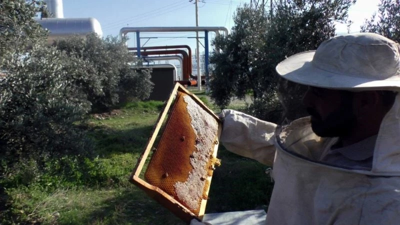 Tabiatın en hassas varlıkları, çevre denetiminde kullanılmaya başlandı
