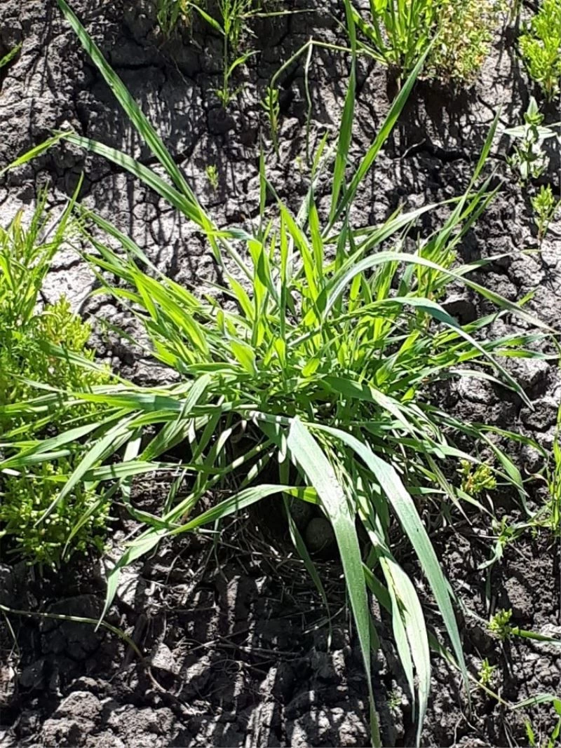 Muş Doğa Sporları Avcılar Kulübü Başkanı Emre Ak; “Yuva yapan kuşların yuvalarını bozmayın”
