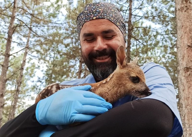 Yavru karacaya hayvan barınağının maskotu oldu
