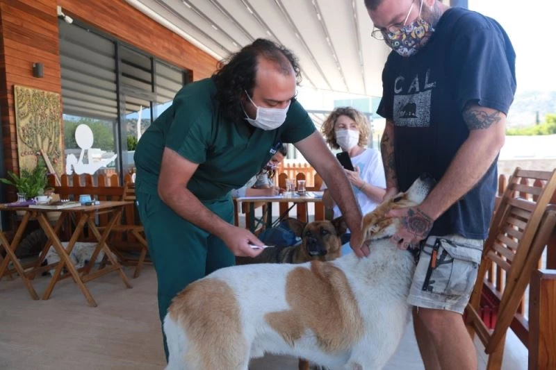 Sokak hayvanlarını kimliklendirme çalışmaları devam ediyor
