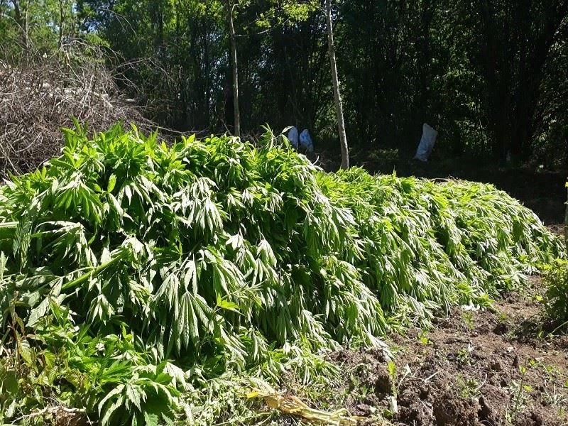 105 bin kök kenevire 4 tutuklama
