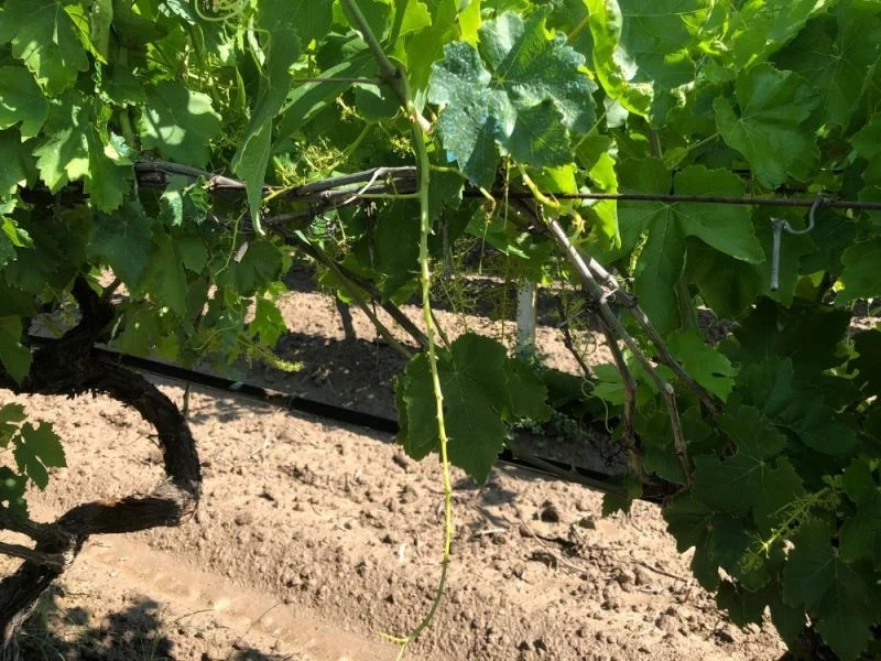 Hava değişimi bağlarda stres kaybına yol açtı
