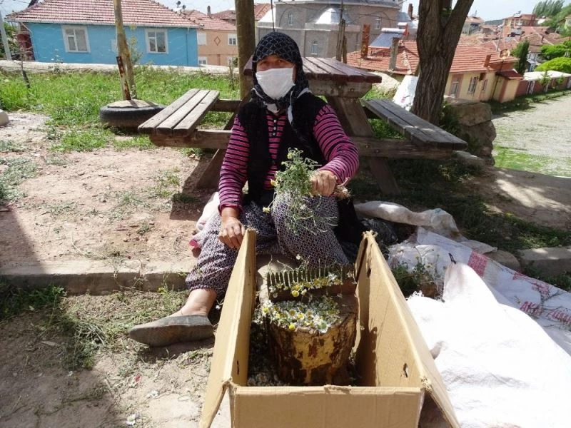 Papatya, köylü kadınların gelir kaynağı oldu
