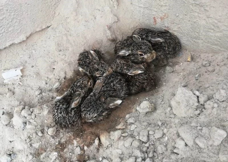 Maden sahasındaki 6 yabani tavşan yavrusu ilgi odağı
