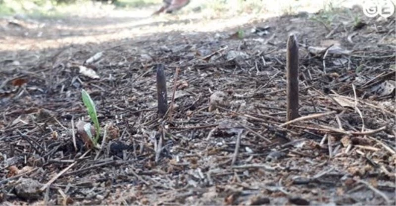 Mantar dağı yoluna döşenen çivi olayına Kütahya Valiliği el koydu
