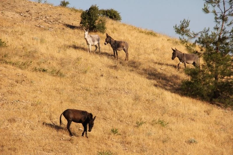 Tekneler ile taşınan eşekler adanın tek sahibi
