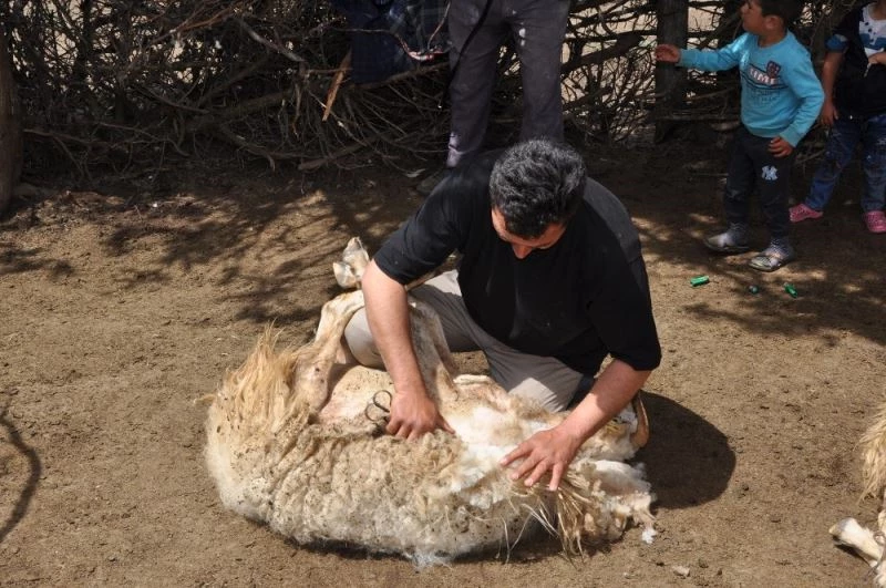 Yörüklerin geleneksel koyun kırkımı şölen havasında yapılıyor
