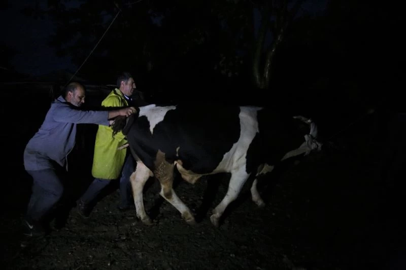 (Özel) Sel sularının bastığı ahırlardaki hayvanlar boğulmaktan son anda kurtuldu
