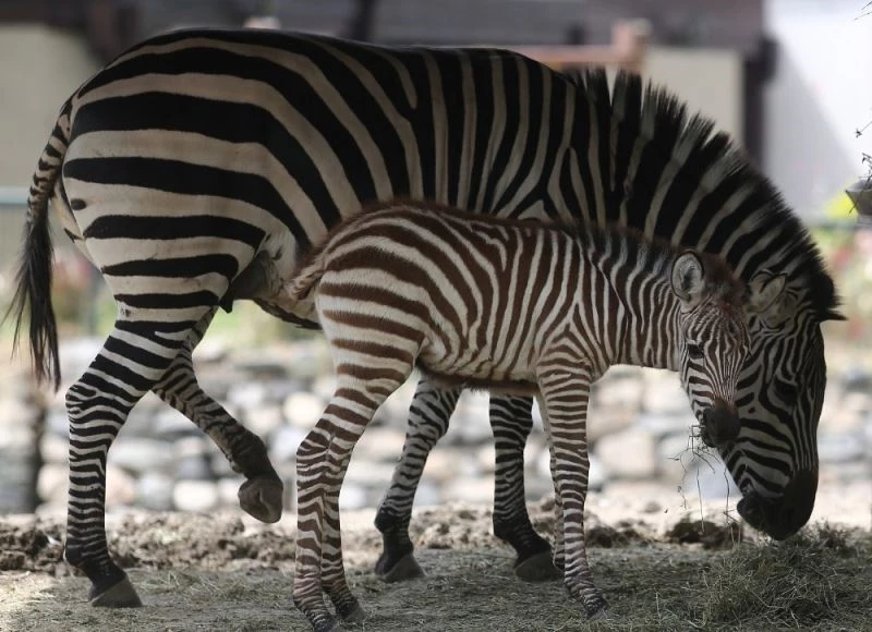 Bursa Hayvanat Bahçesi’nde yavru zebra ve karıncayiyen heyecanı
