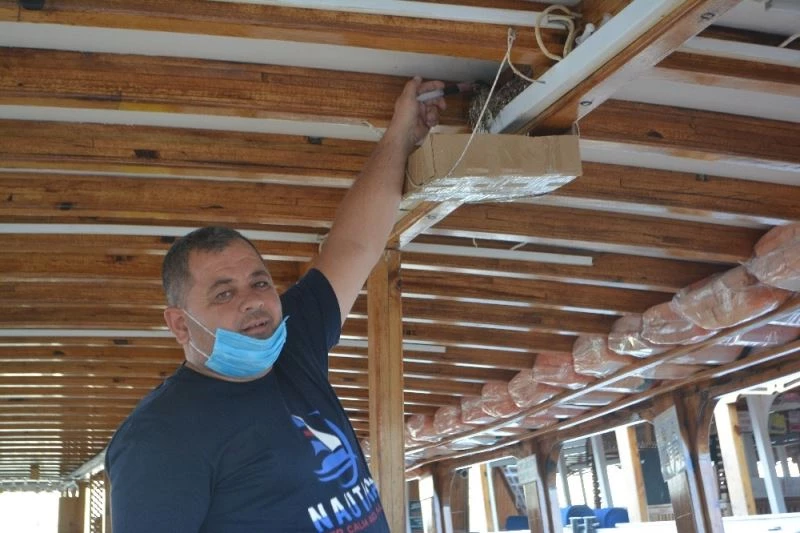 Yavru kırlangıçlara babalık yapıyor
