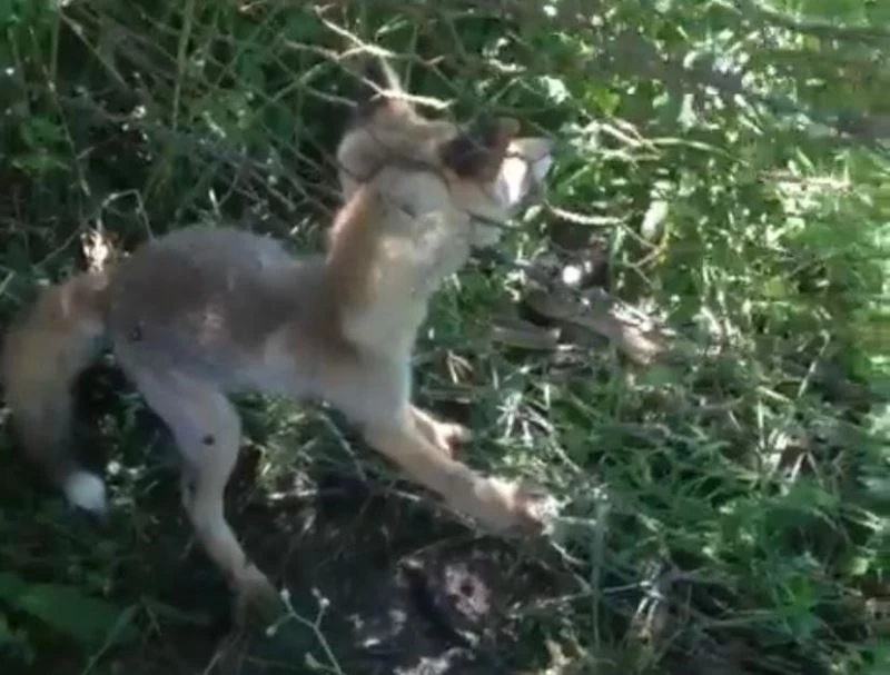 Tellere sıkışan yavru tilkiler kurtarıldı
