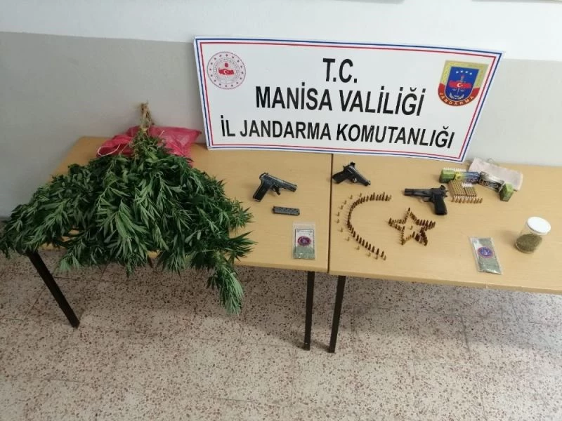 Zeytin bahçesine ekilen kenevirler jandarmaya takıldı
