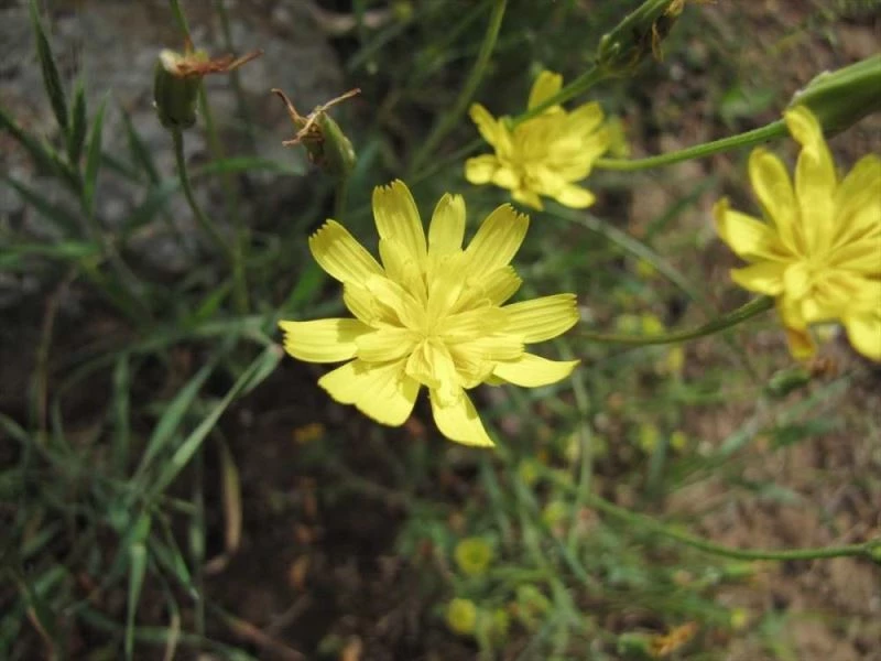 Hoşgörü kentinin endemik türü 