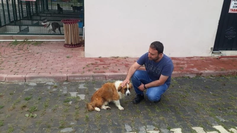 İnşaat demirinin ok gibi saplandığı köpek sağlığına kavuşuyor
