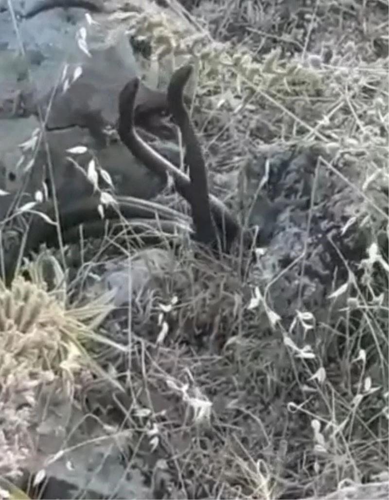 Yılanların çiftleşme dansı kamerada
